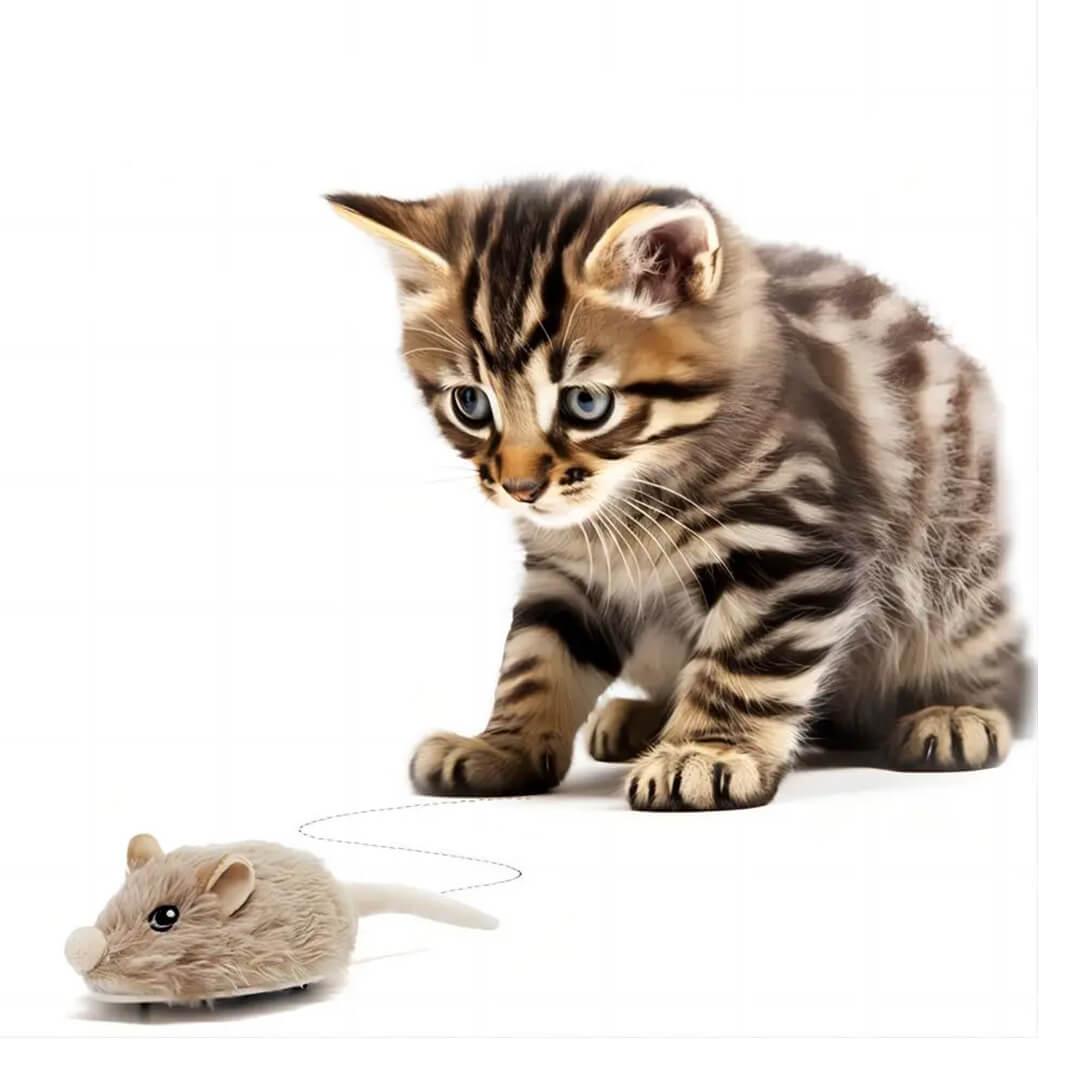 MousyFun – Brinquedo Interativo para Gatos - Minha loja
